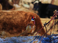 Ұ����������ţһ��ɹ̫����