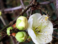 �żҽ����ɭ�ֹ�԰��÷����ӭ���͡�