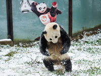 ������2014���׳�ѩ��