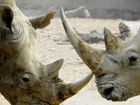 �Ϸ�2013��1004ͷϬţ����ɱ��