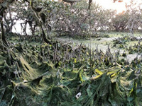 ���屬����Ϯ�����������ֺ����֡�