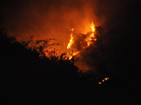 ���ݸ�Ȫ����ɭ�ֻ��֡�