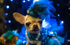 ŦԼ���г���ʱװ�� ��ɫ��Ȯ�����ǳ���