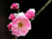 �Ͼ�ѩ��÷��ɽ���� ����̤ѩѰ÷��