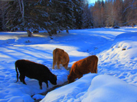 �½�����ɽ����ׯѩ�����ˡ�