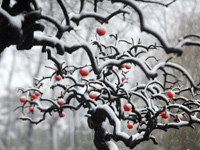 ������������װ�ع� ����԰�ֳ��֡�������⡱��