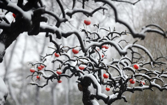 ������������װ�ع� ����԰�ֳ��֡�������⡱��