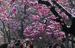 ��������ˮ������ӭ������ѩ ����ѩ����ӣ����