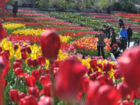 福州公园万株郁金香竞相绽放 姹紫嫣红争奇斗艳”