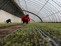 开春育苗忙生产”