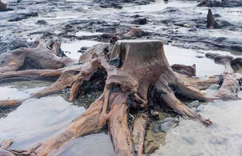 Ӣ���籩��������γ�5000��ǰɭ�֡�