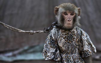 巴基斯坦卖艺小猴 无法挣脱的命运枷锁”