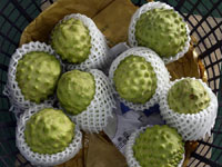 台湾台东:当释迦成熟时”