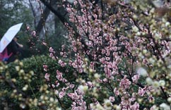 南京市民雨中赏梅享惬意”