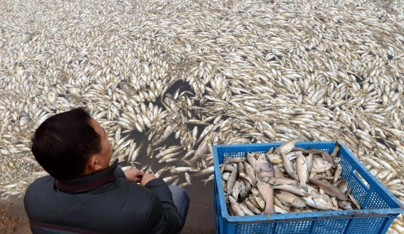 ��������һˮ������Ͷ�� �������������