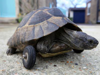 ӢС�ڹ�ǰ֫�������ʳװ���ִ�����