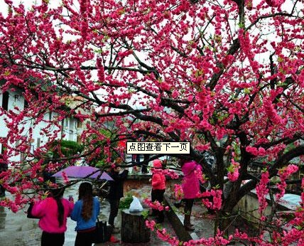 �㶫�ŷ�ɽ�һ�ʢ�������ˡ�