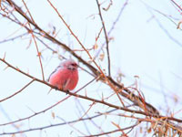 乖巧可爱长尾雀为新疆冰天雪地增活力”