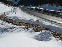 新疆天山牧道迎来第一批春季转场牛羊”