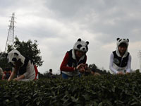 四川采茶女扮熊猫采天价“熊猫茶” 一斤最贵22万元”