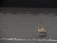 新疆乌鲁木齐现凤头百灵鸟”