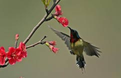 �������� ̫�����ٻ��㡱