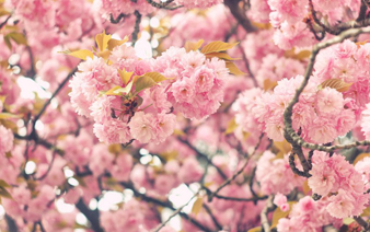 �����Ӱ��ӣ������