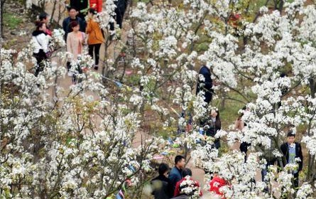 �Ĵ�������԰��ɫ����ǧ���ο��ͻ�æ��