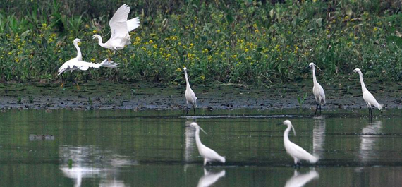 白鹭飞临广西柳州湿地”