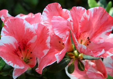 ������������ɽ�����ɶž黨����