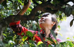 2014年普洱茶春茶开摘”