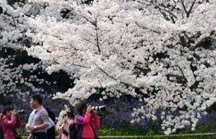 苏州上方山樱花绽放”