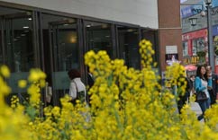 成都商城门口摆油菜花”