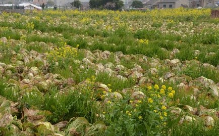 浙江温岭千亩大白菜滞销 七八成已抽薹”