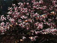 ����̶���¡�����������Ϊ��������ɫ��