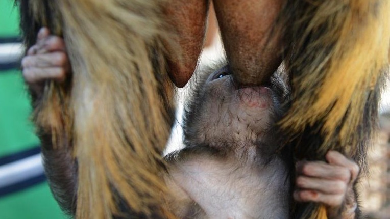 ӡ�ȹ¶�С����ɽ����ĸ�� �������ȡ���ʳ��֭��