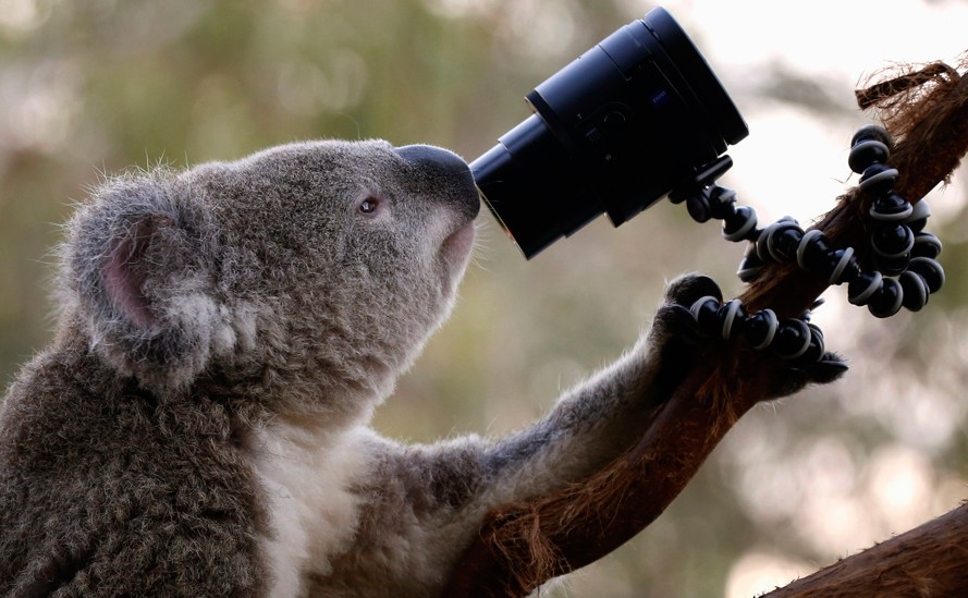 澳洲考拉好奇心大发 把玩相机萌态可掬”