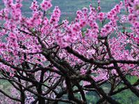 四川茂县又到赏花时”