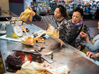 澳门恢复输入内地活禽”