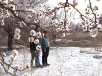 �½����ܳ��ֱ�ѩ���ӻ�ʢ����ۡ�