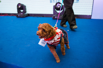 江苏镇江举办宠物T台秀 狗狗卖萌耍宝惹人喜”