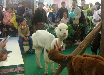 可爱羊驼亮相镇江引市民“强势围观””