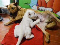 “狗奶妈”养育小白狮”