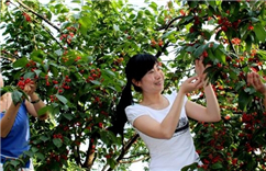 2014蒲江·大溪谷樱桃节”