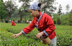 感受四川蒲江成佳茶乡”