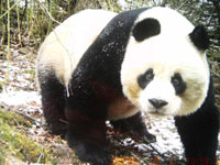 四川黄龙再次拍到野生大熊猫”