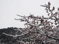兰州市兴隆山景区四月飘雪”
