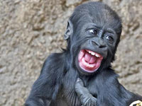 �¹�С���ɴ�Ц���Ⱥ�̬���䡱