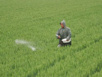山东麦区迎来大范围降雨 旱情有所缓解”