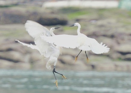 ����Ȫ�۰���������